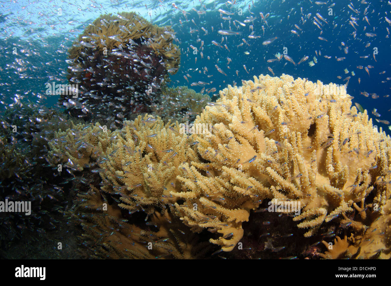 Baitfish e cuoio corallo, Isole delle Spezie, Maluku Regione, Halmahera, Indonesia, Oceano Pacifico Foto Stock