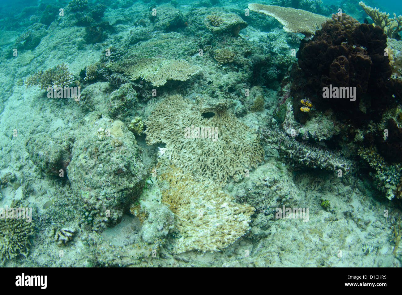 Danneggiato coralli duri, Isole delle Spezie, Maluku Regione, Halmahera, Indonesia, Oceano Pacifico Foto Stock
