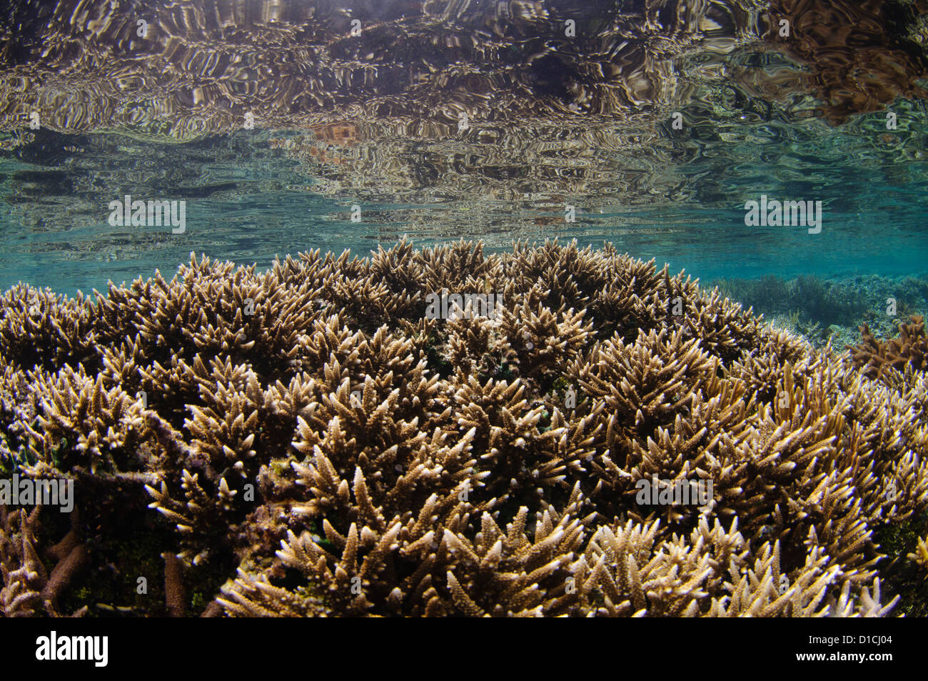 La riflessione di un giardino di corallo duro con una varietà di coralli duri con tavolo, ramificazione, cavolo e staghorn Foto Stock