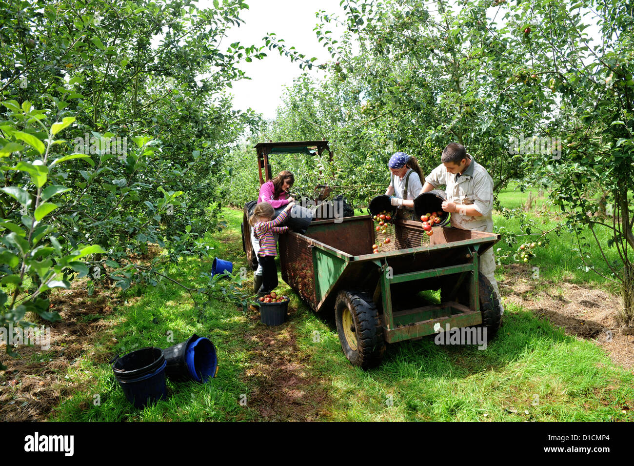 Il sidro di mele rendendo a Broome Agriturismo vicino a Ross-on-Wye Regno Unito dove si trova il campeggio libero e degustazione di volontariato raccoglitrici di Apple Foto Stock