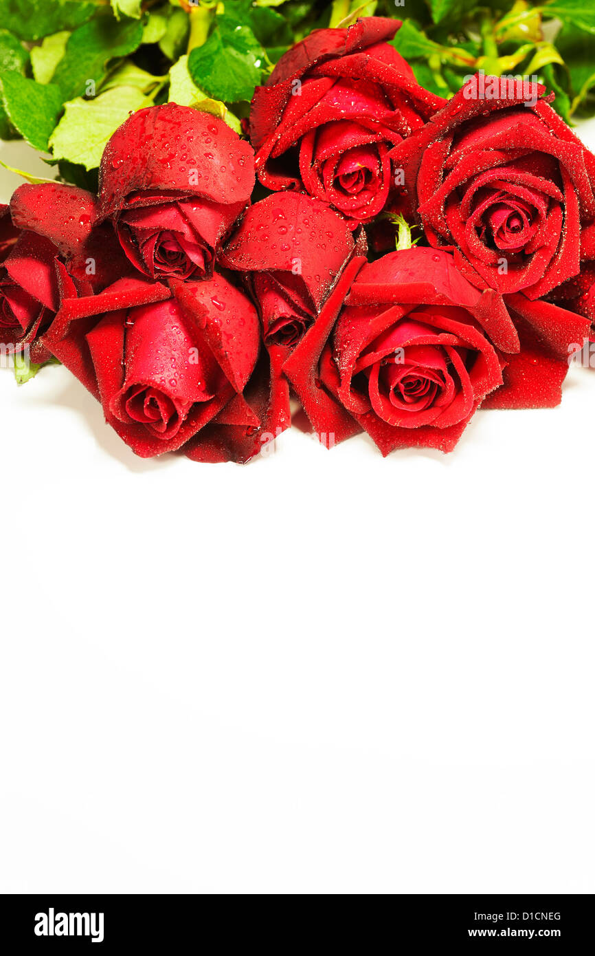 Rose rosse, isolato su sfondo bianco Foto Stock