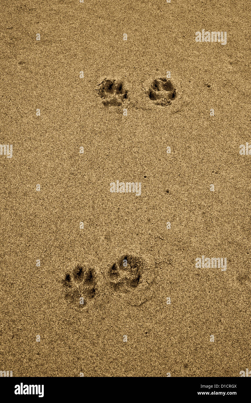 Zampa del cane di stampe in sabbia Foto Stock