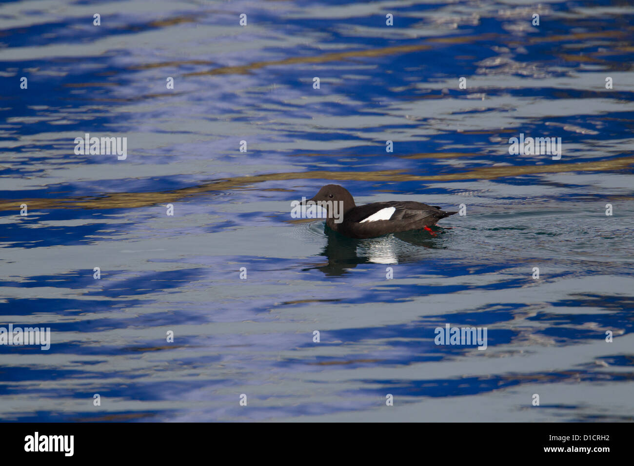 Black Guillemot Cepphus grylle in estate piumaggio, Shetland, Scotland, Regno Unito Foto Stock