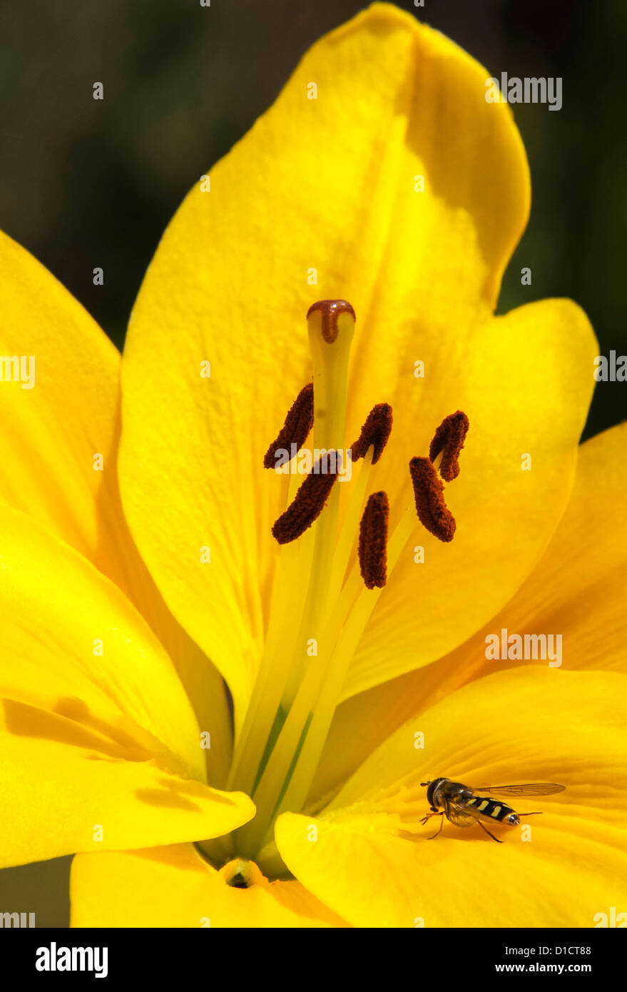 Lilium african queen lily immagini e fotografie stock ad alta ...