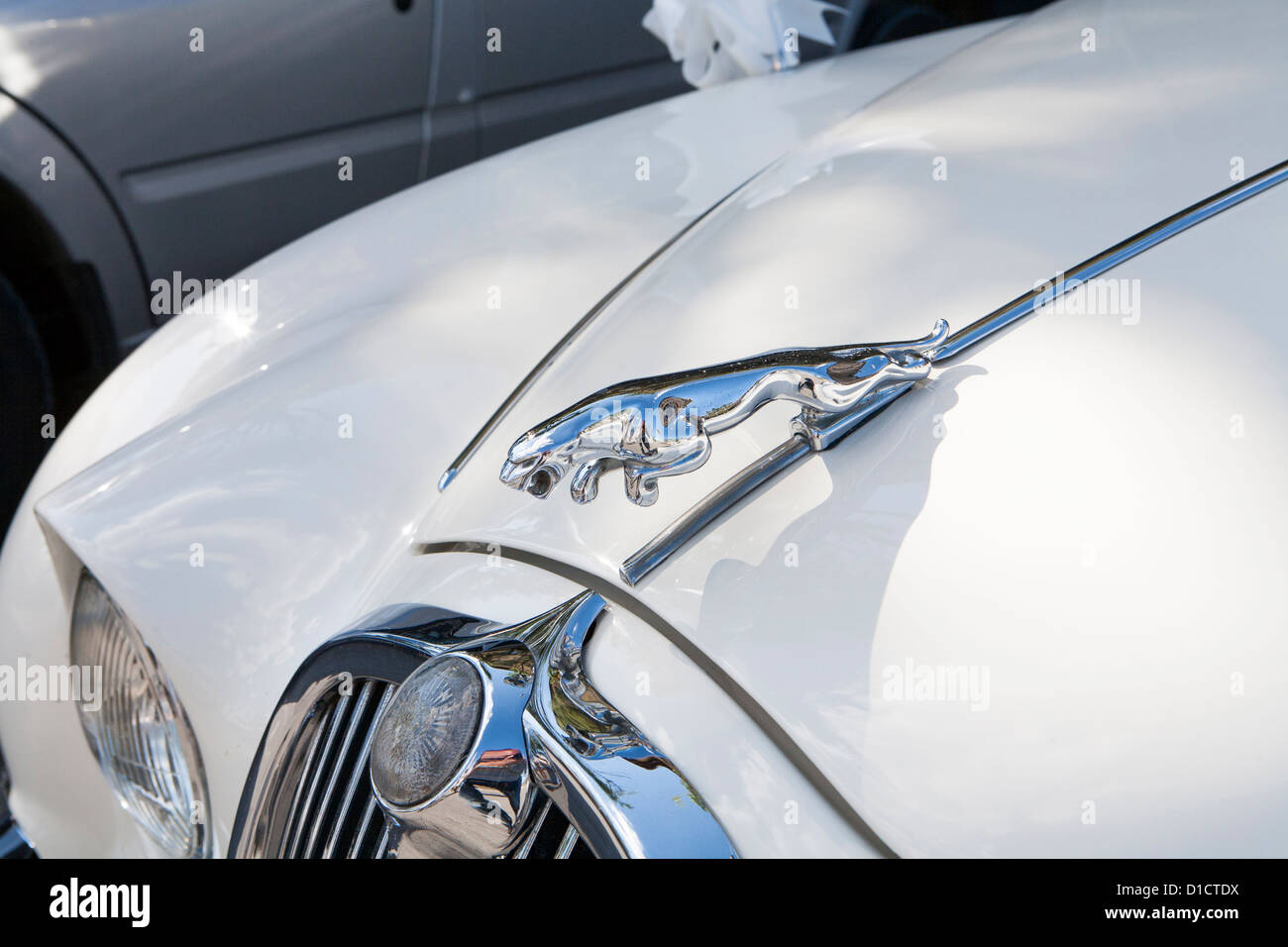 Classico bianco Jaguar auto con chrome figura e badge Foto Stock