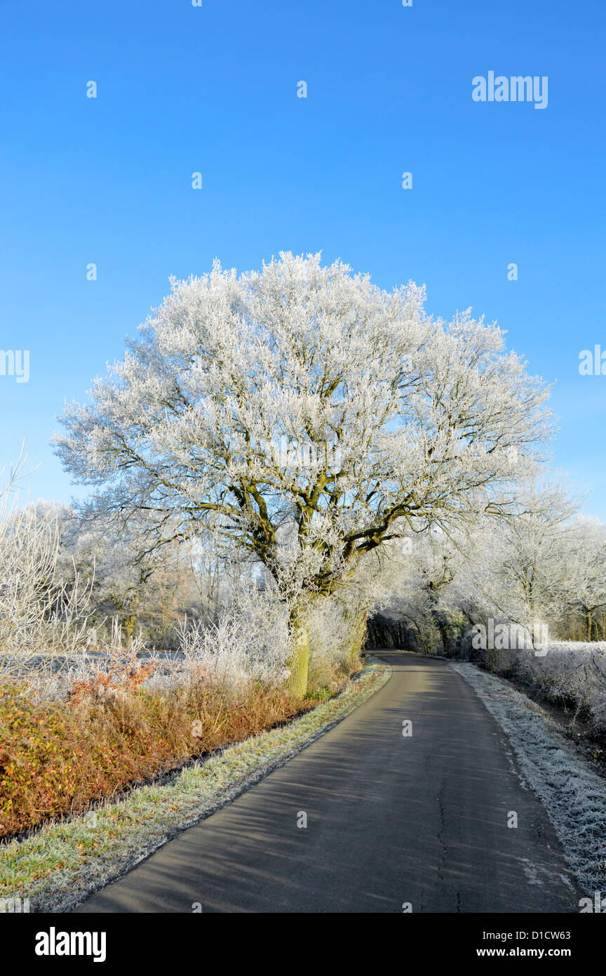Inverno tempo su campagna boschi alberi e hedgerow in campagna Paesaggi stradali con brina di ruggito di mattina presto su quercia inglese Tree Essex Inghilterra Regno Unito Foto Stock