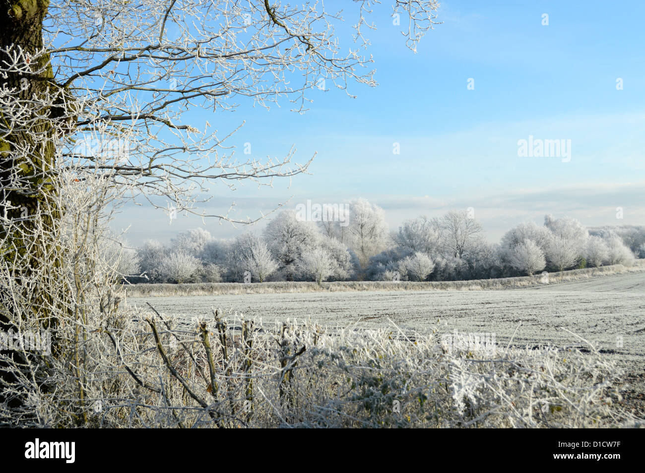 Inverno tempo meraviglia in campagna boschi alberi in campo agricolo Paesaggio con brina di brina di mattina presto su essex hedgerow rurale Inghilterra Regno Unito Foto Stock