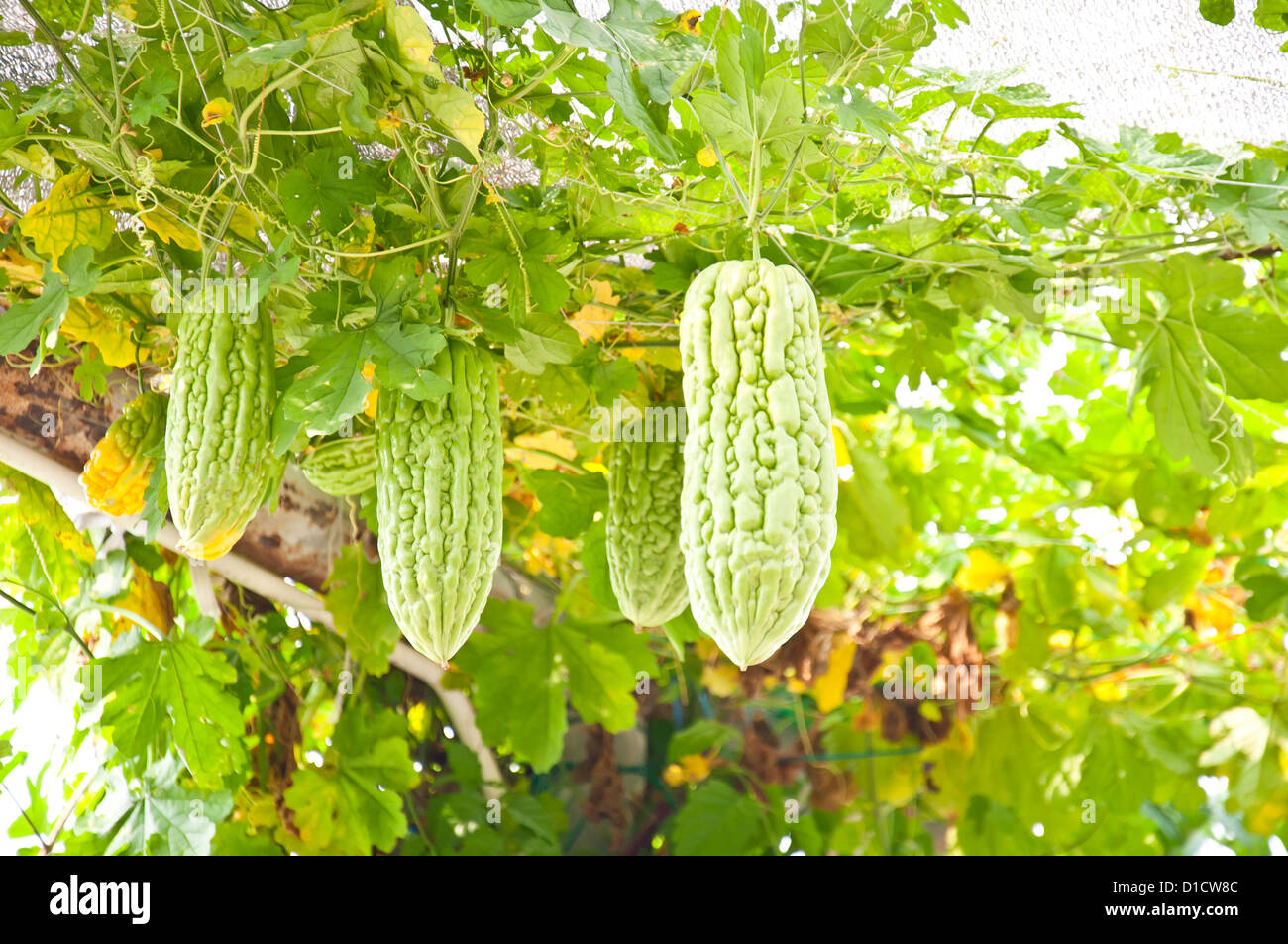 Gourd cinese vegetali per cibo sano dalla natura Foto Stock