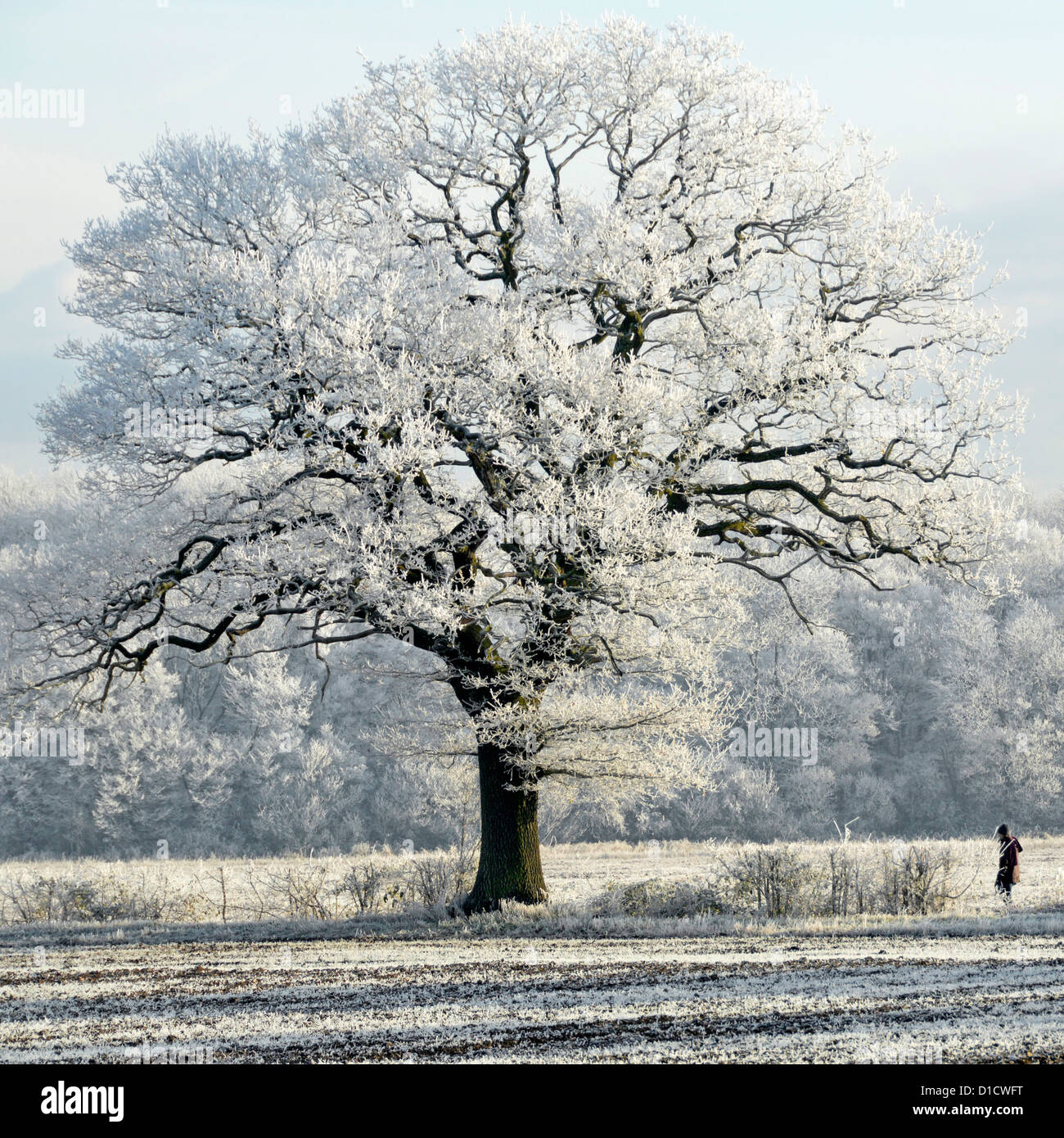 Inverno e campagna boschi alberi e camminatori in terreni agricoli Campo sentiero paesaggio con brina di primo mattino in inglese Oak Tree England Regno Unito Foto Stock