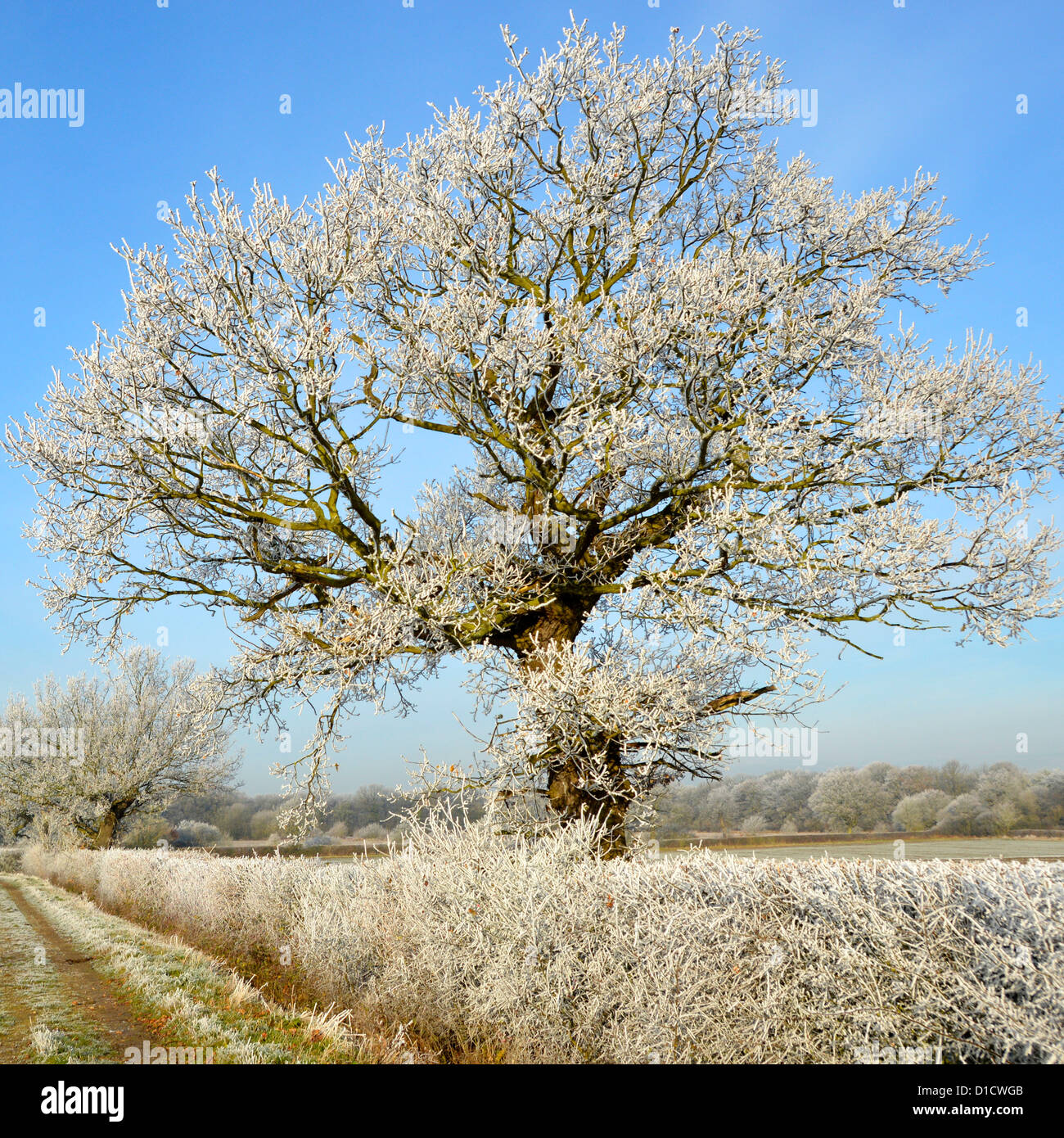 Inverno tempo campagna boschi alberi in terreno agricolo campo paesaggio con Gelo di rombo su hedgerow e ottimo esemplare inglese quercia albero Essex Inghilterra Regno Unito Foto Stock