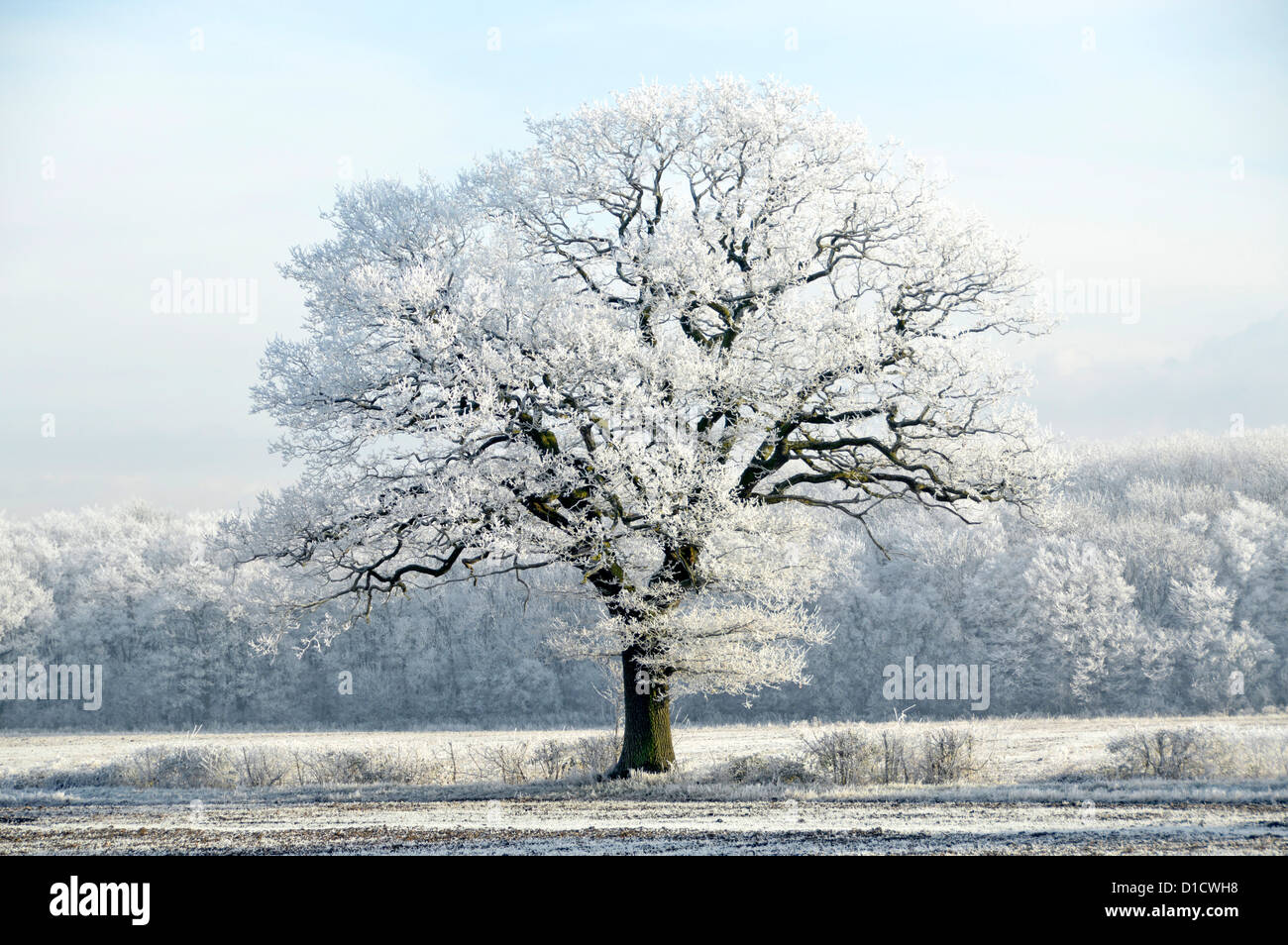 Inverno naturale Wonderland meteo Essex campagna boschi alberi terreno agricolo Paesaggio mattina presto gelo di ruggito su inglese quercia albero Inghilterra REGNO UNITO Foto Stock