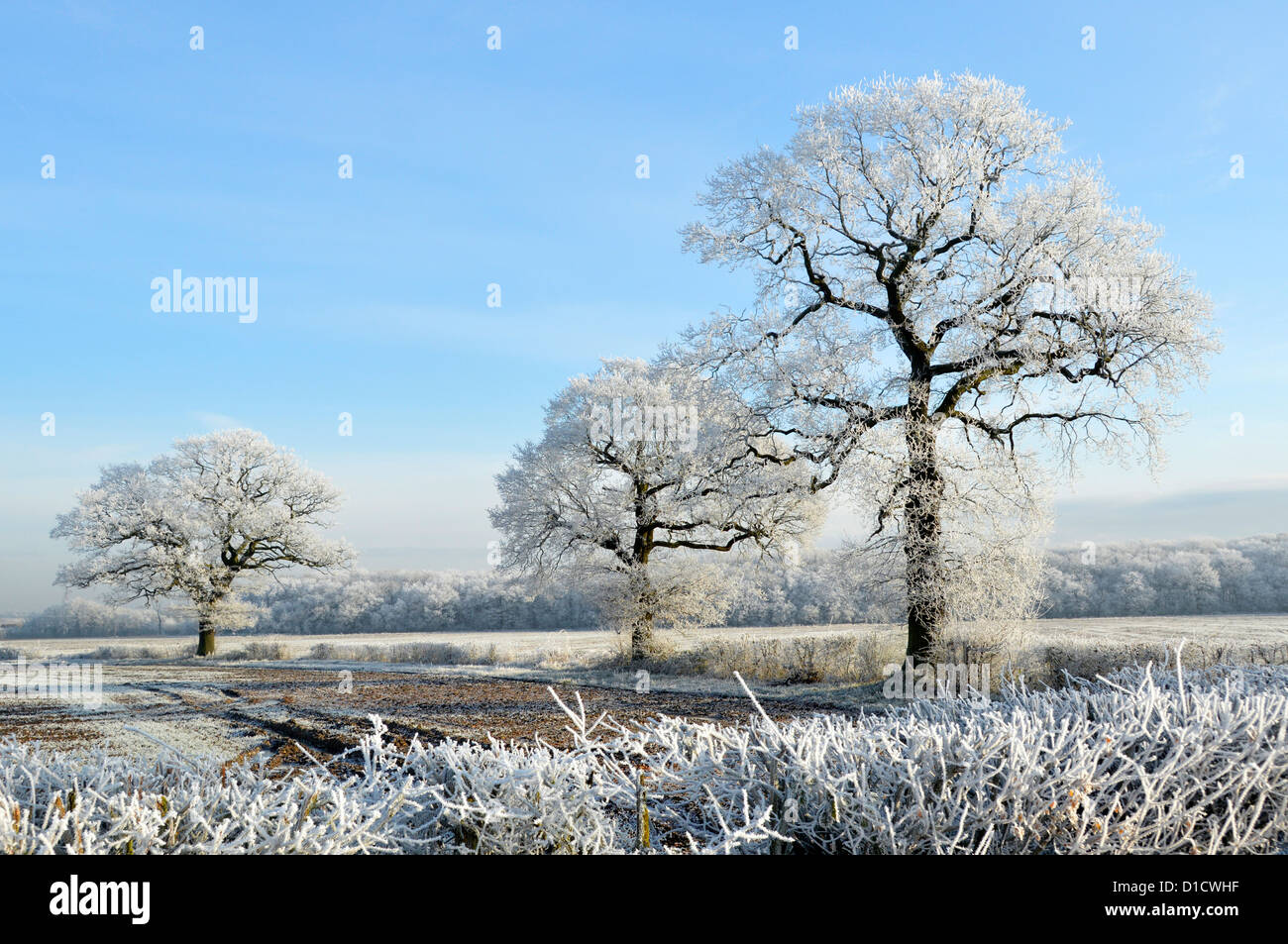 Inverno Wonderland meteo su alberi di campagna in campagna paesaggi campi Con brina di rombo su quercia inglese e hedgerows blu Sky Essex Inghilterra Regno Unito Foto Stock