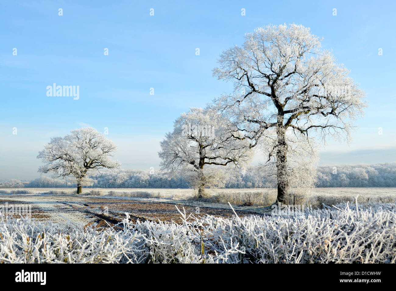Inverno Wonderland meteo su alberi di campagna in campagna paesaggi campi Con brina di rombo su quercia inglese e hedgerows blu Sky Essex Inghilterra Regno Unito Foto Stock