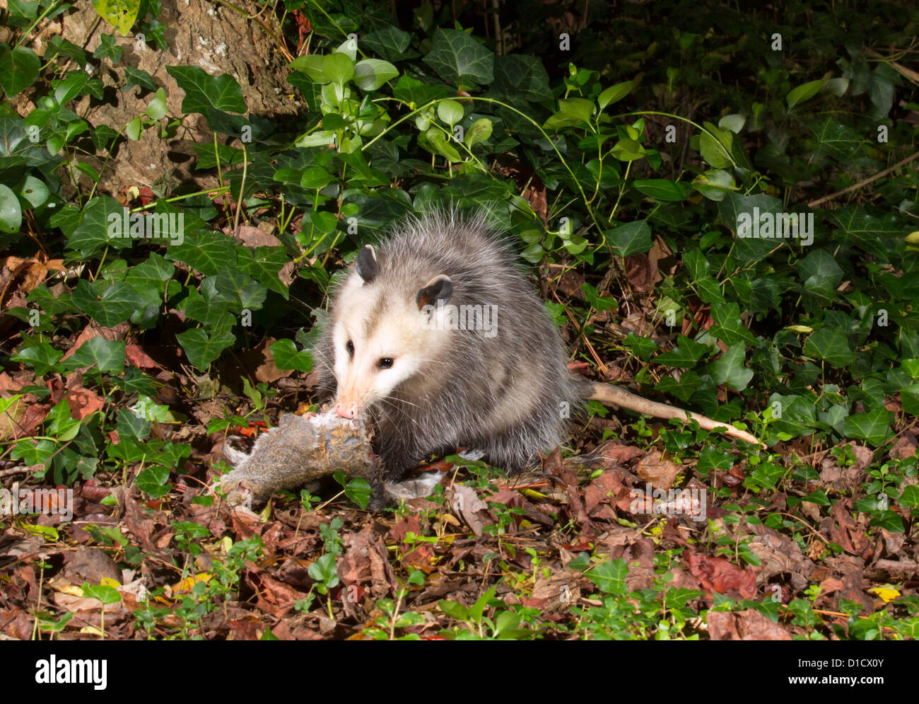 Virginia opossum (Didelphis virginiana) evacuazione a notte a backyard (Georgia, USA). Foto Stock