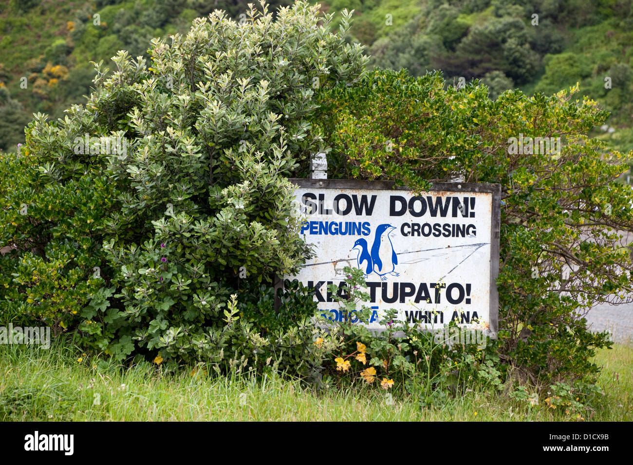 Wellington, Nuova Zelanda. 'Sverso il basso per i pinguini segno, suburbana zona residenziale. Foto Stock