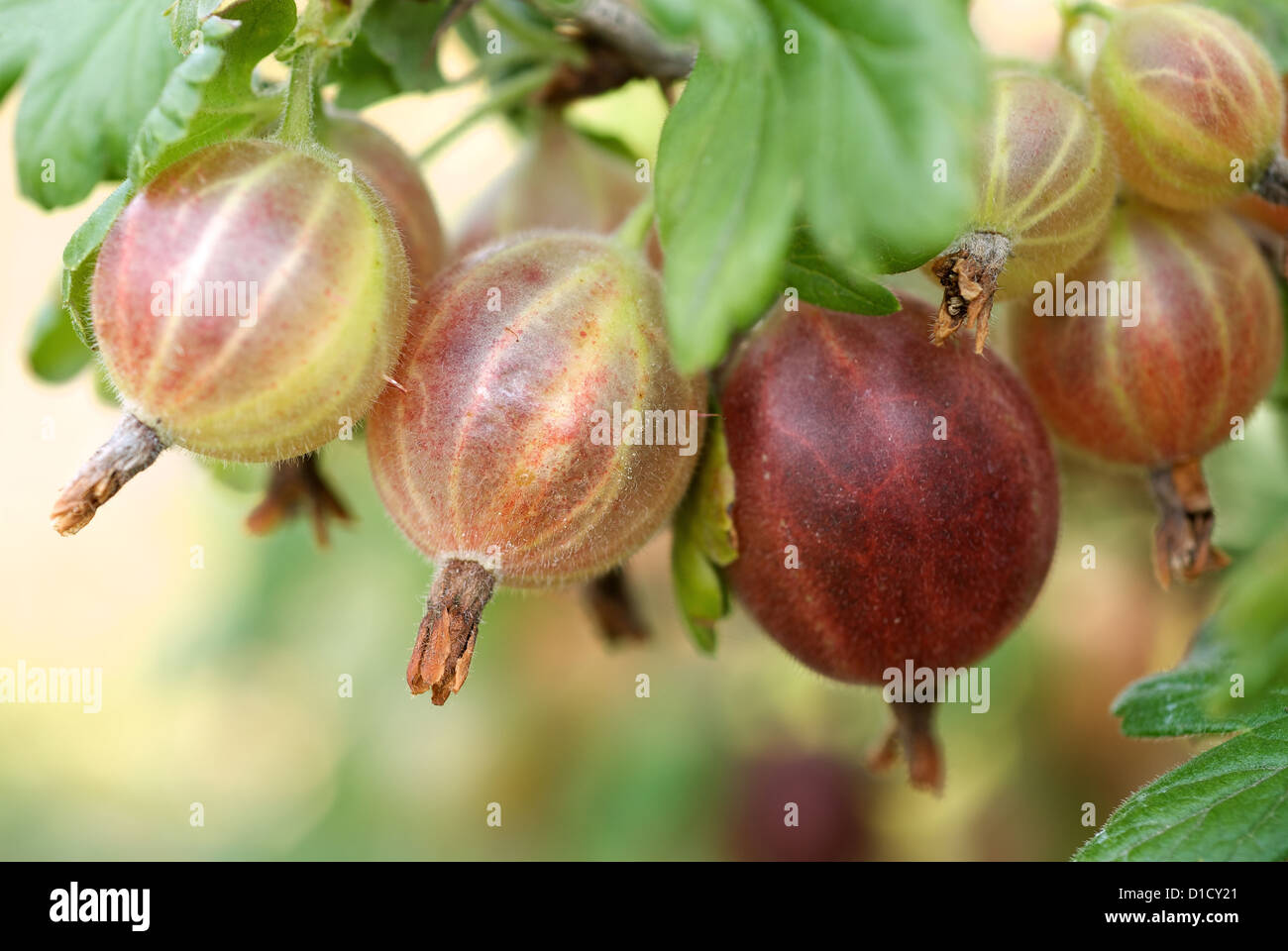 Nauen, Germania, di ribes freschi sulla boccola Foto Stock