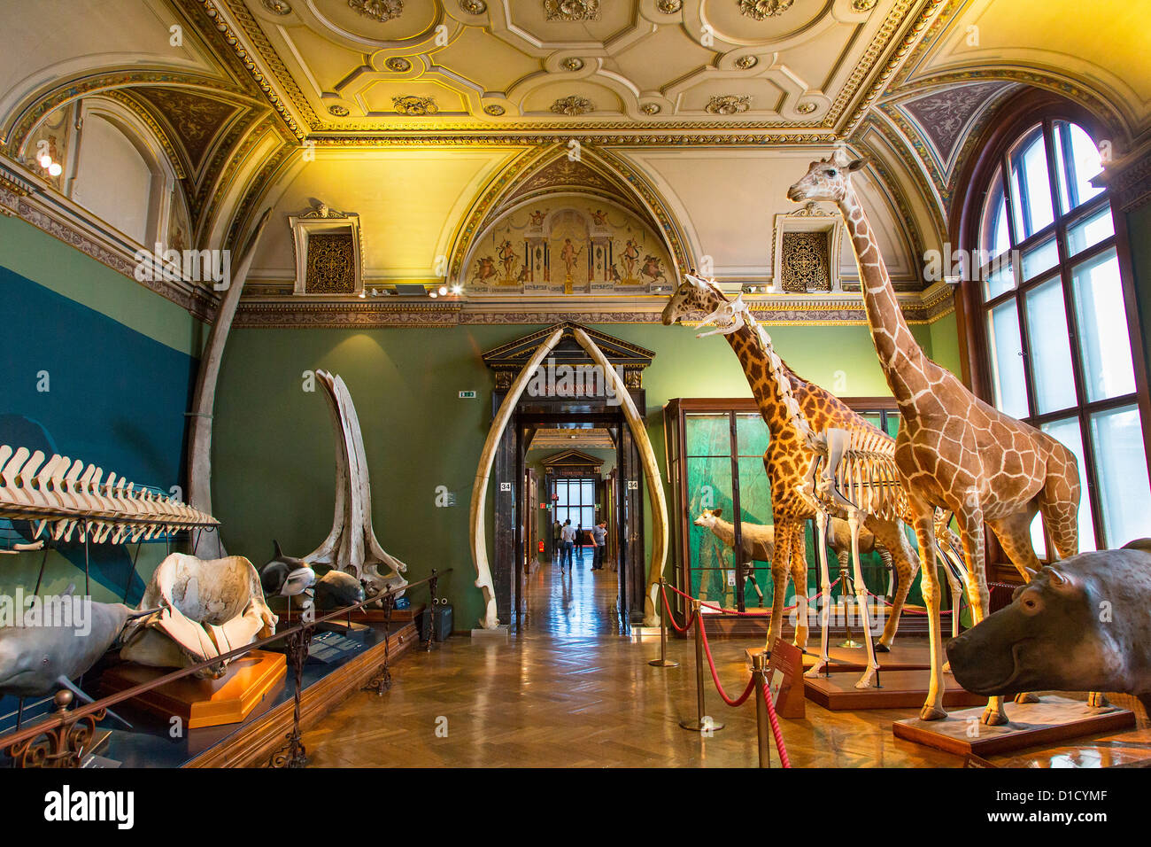 Austria, Vienna, il Museo di Storia Naturale Foto Stock