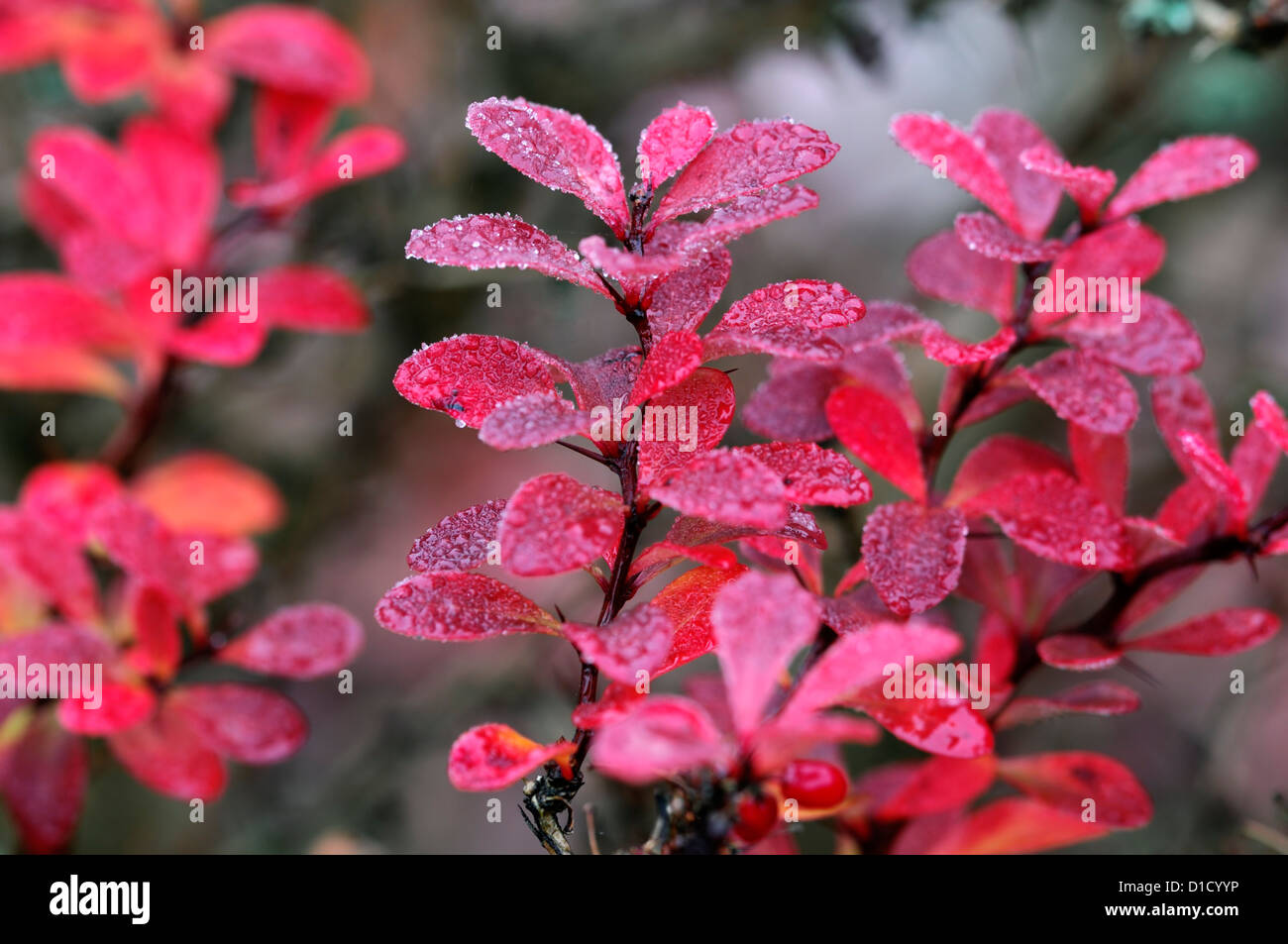 Berberis x stenophylla pearson foglie rosse foglie di autunno fogliame autunnale di colore colore arbusti arbusto sfolgorante tripudio Foto Stock
