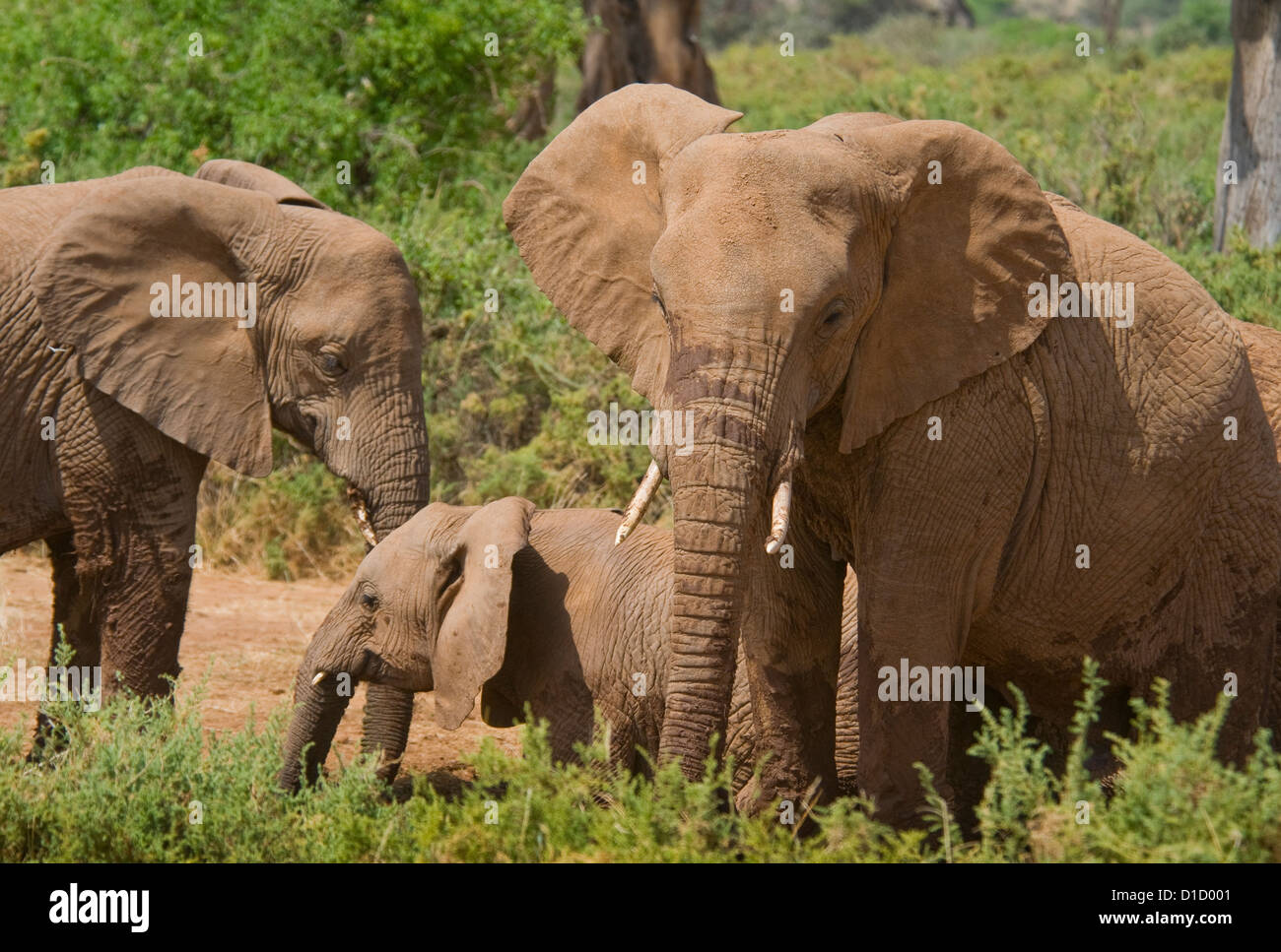 Due elefanti africani con vitello Foto Stock