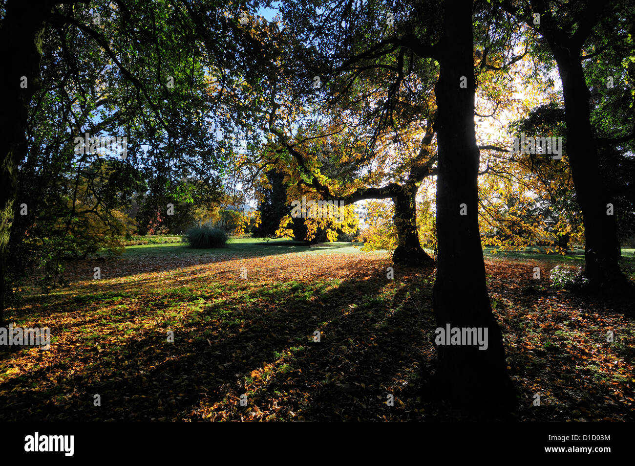 Castanea sativa Sweet Chestnut autunno autunno d'oro giallo colore colore di alberi decidui foglia foglia retroilluminazione retroilluminato Foto Stock
