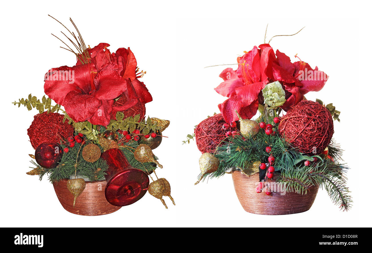 Splendido Natale fiori isolati su sfondo bianco Foto Stock