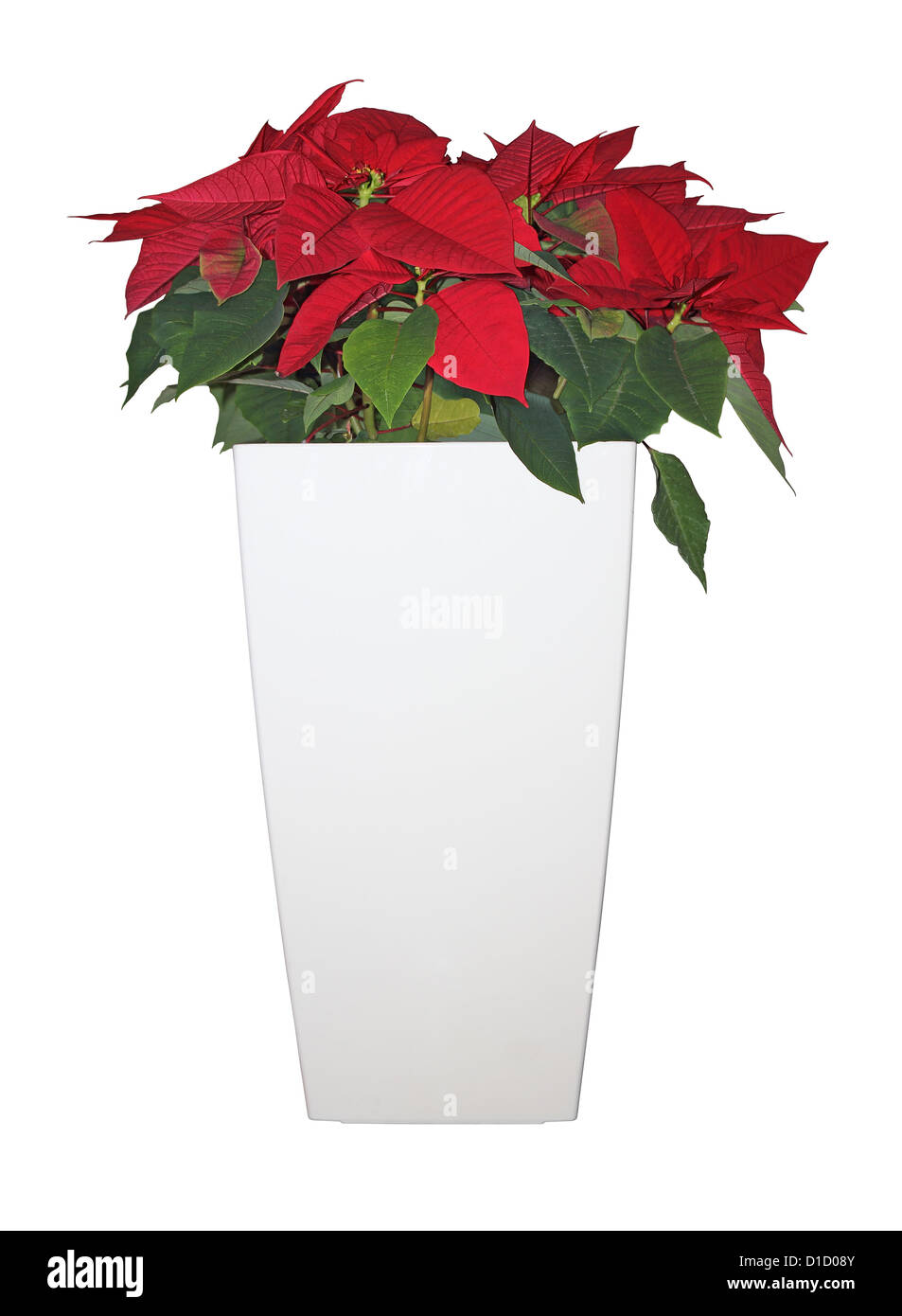 Stella di Natale fiore in un grande vaso bianco isolato su sfondo bianco Foto Stock