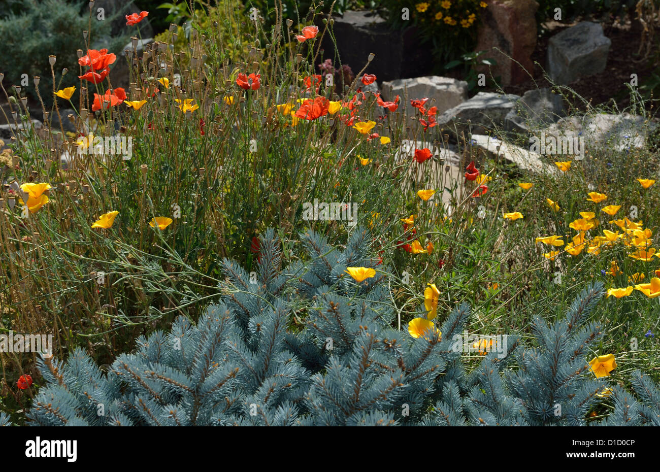 Giardino sudoccidentale, Arroyo Seco, vicino a Taos New Mexico USA Foto Stock