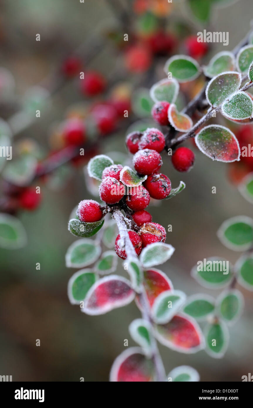 Cotoneaster bradyi smerigliati frosty wintery bianco invernale di ghiaccio di brina ghiacciata di rivestimento rivestito di bacche rosse bacche Foto Stock