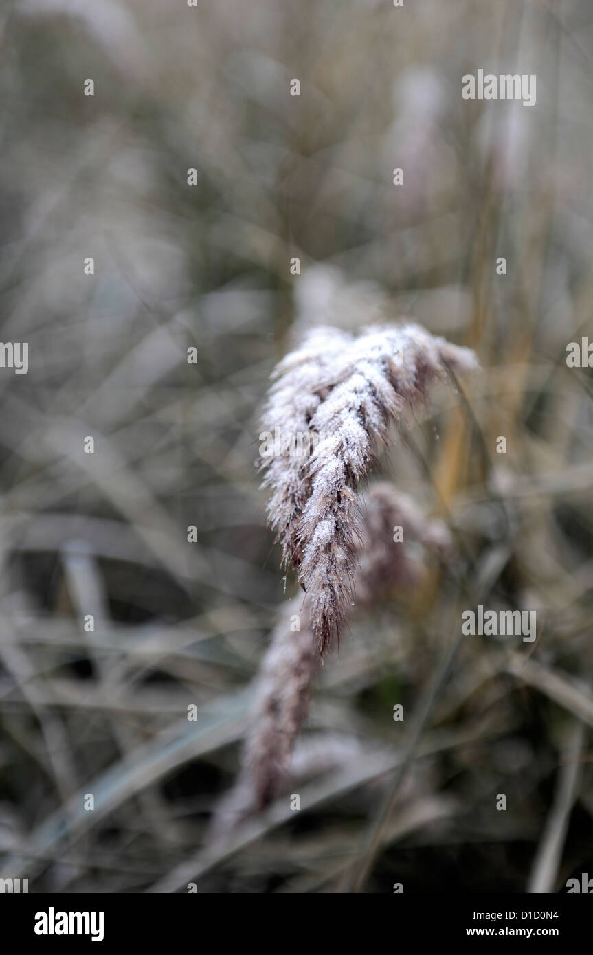 Frost pupazzo di neve ghiacciata di ghiaccio copertura invernale coperto seedhead erba erba ornamentale di graminacee Foto Stock