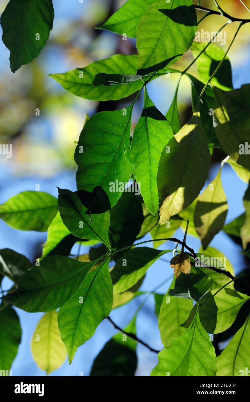 Ptelea trifoliata hop tree foglie profumate foglie degli alberi di profumi  profumato profumo fragrante aromatico profumato Foto stock - Alamy