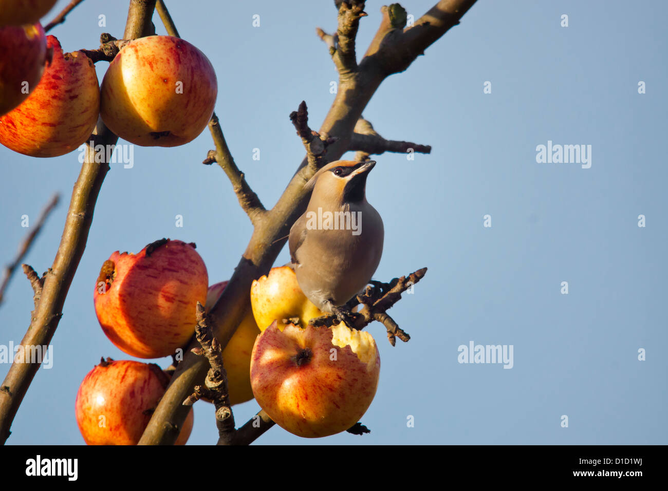 Uccello waxwing mangiare le mele rosse Foto Stock