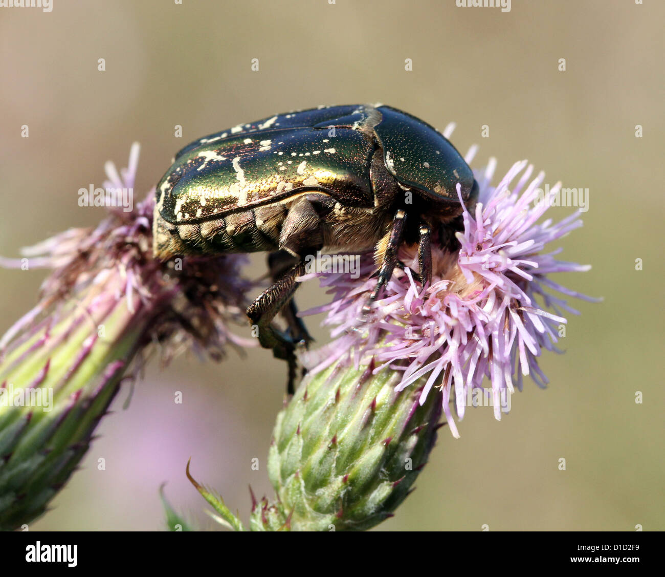 Immagine macro di un verde Rose Chafer beetle (Cetonia aurata) alimentazione su un fiore di cardo Foto Stock