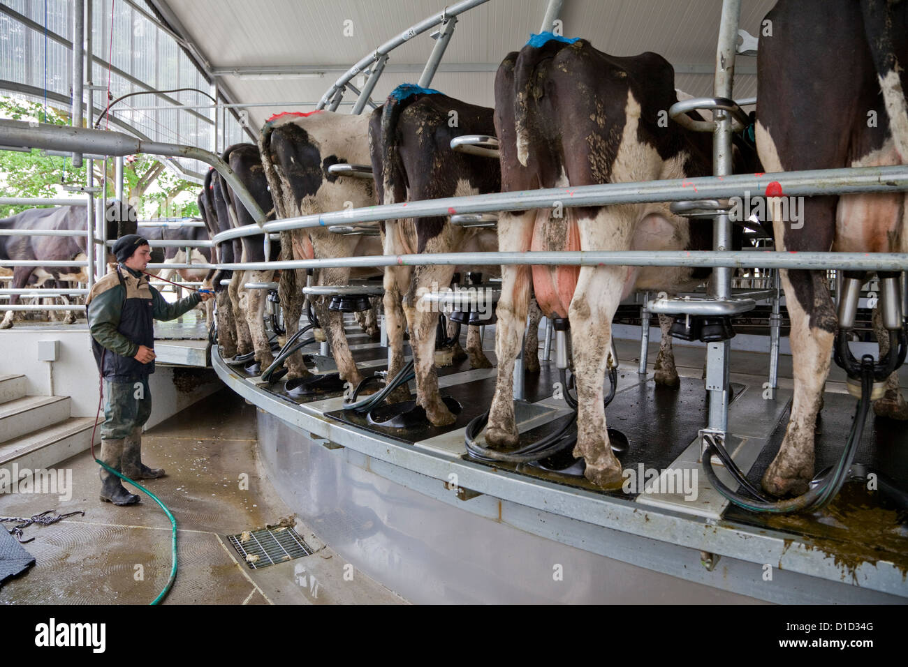 Giostra Milker, capace di mungere le mucche 54 in corrispondenza di un tempo. Nuova Zelanda, Isola del nord, vicino a Masterton, Wairapa regione. Foto Stock