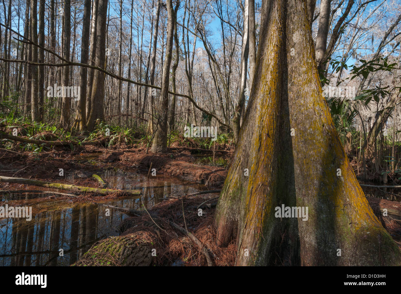 Cipressi e cipresso ginocchia situato lungo le rive del fiume Oaklawaha in Marion County, Florida USA Foto Stock