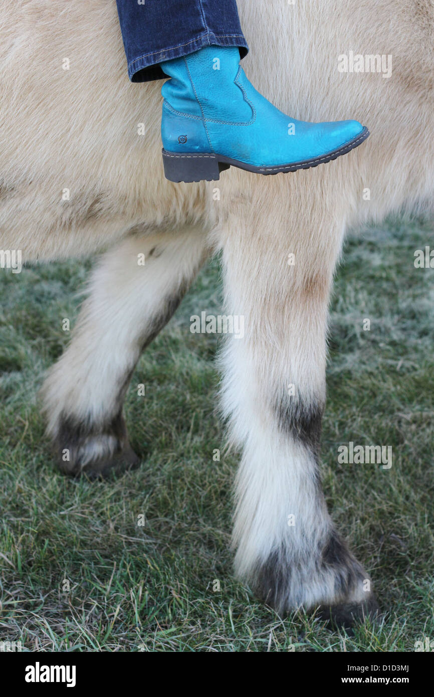 Un blu Stivale cowboy indossato da una donna a cavallo di un progetto di cavallo. Foto Stock