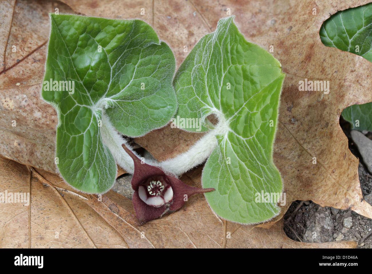 Canadian wild zenzero, Asarum canadense Foto Stock