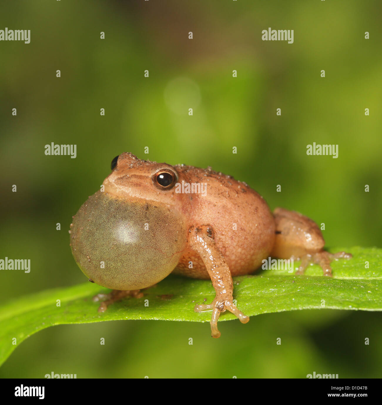 La molla peeper, Pseudacris senape, fa capolino. Foto Stock
