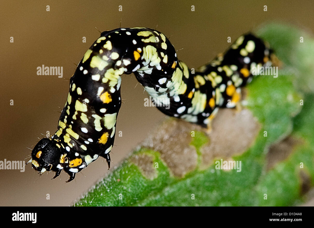 Il giallo e il nero di caterpillar Australian Geometrid moth sulla foglia verde Foto Stock