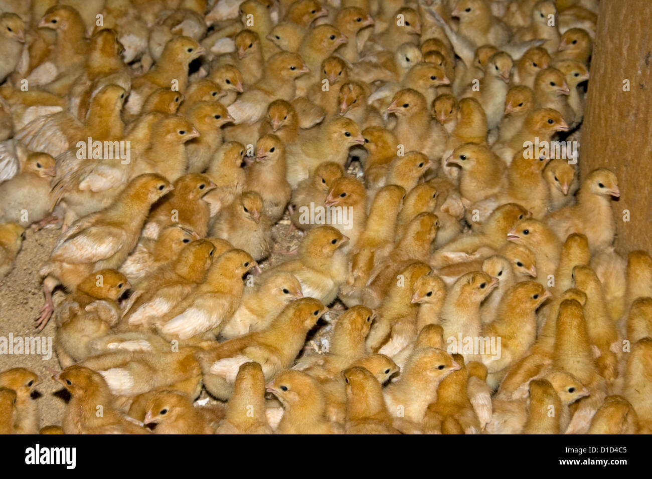 Grande gregge di giallo lanuginoso pulcini di un giorno a livello commerciale free range azienda agricola di pollame Foto Stock