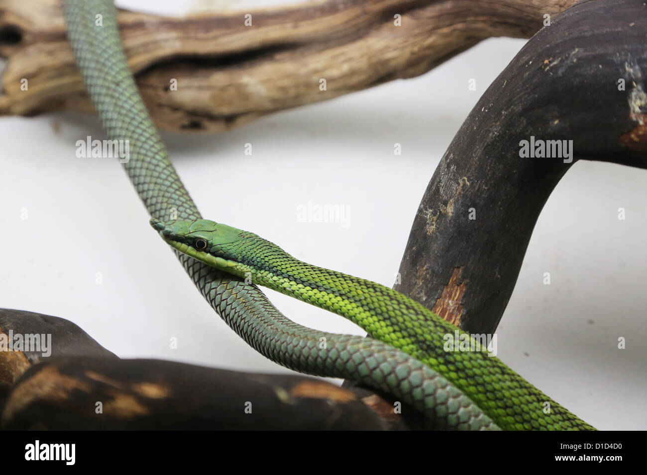 Un verde frusta snake in una gabbia. Foto Stock