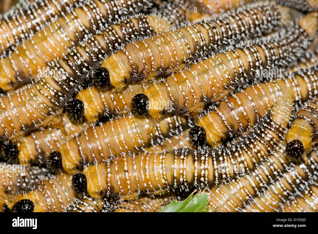Grande gruppo di bruchi, sawfly - Larve Larve spitfly, di ordine Hymenoptera - in Australia Foto Stock