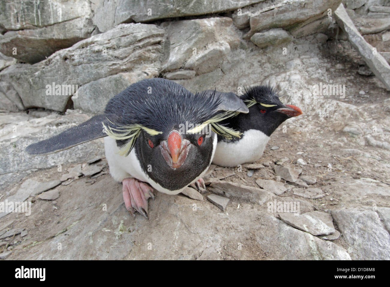 In prossimità dei due pinguini saltaroccia su un nido Foto Stock