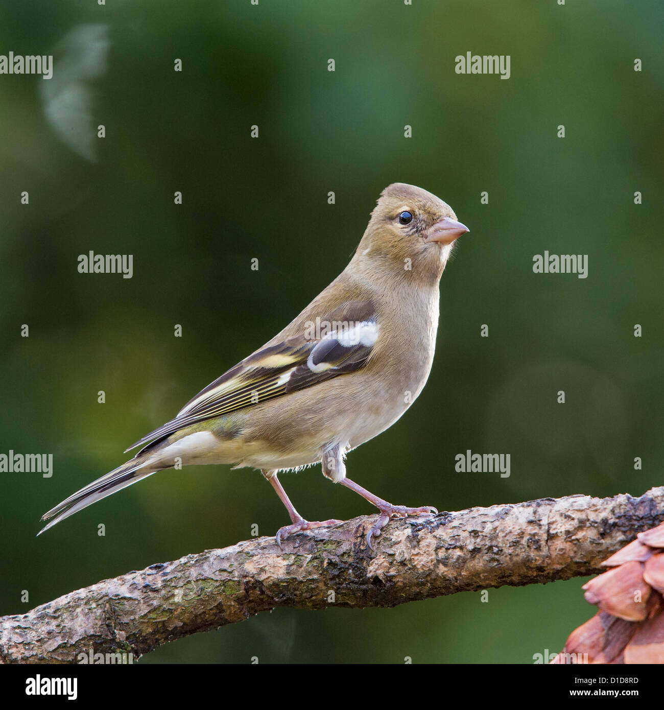 Una selvaggia femmina (fringuello Fringilla coelebs) in piedi su un ramo, soft focus fogliame verde scuro dello sfondo Foto Stock