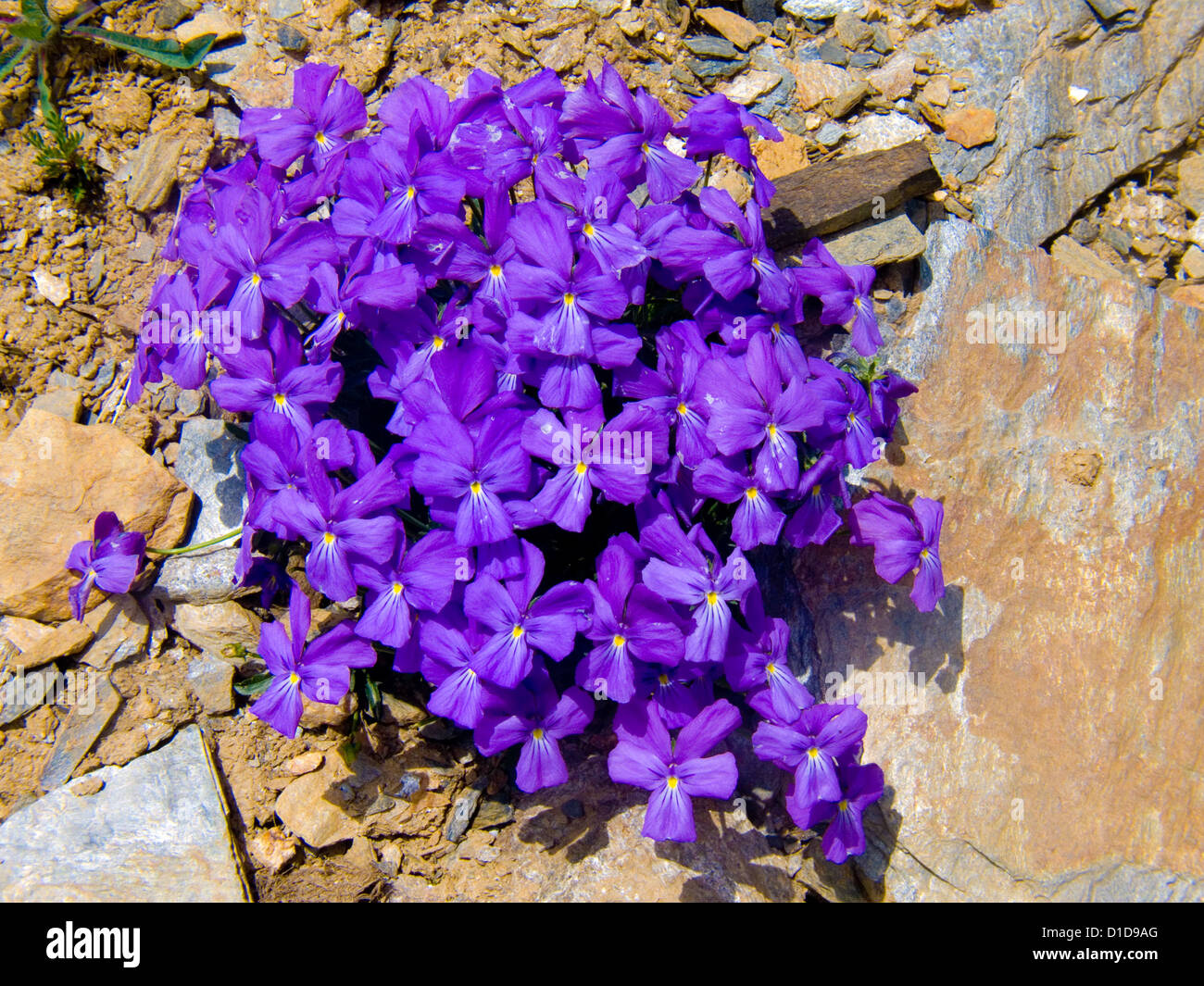 Eritrichium nanum Foto Stock