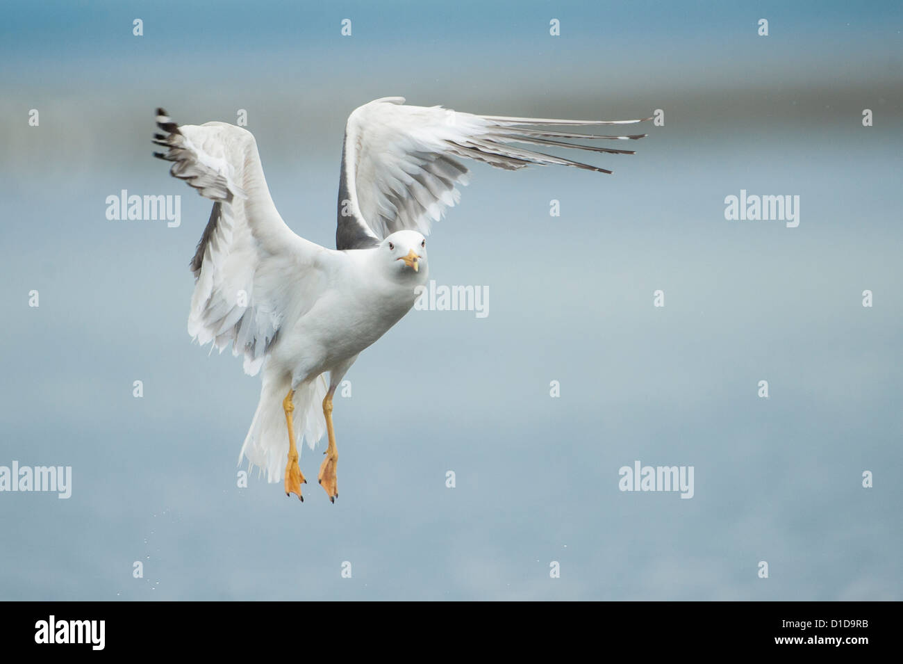 Un Gabbiano aringhe battenti alla foce del fiume Doon, Scozia Foto Stock