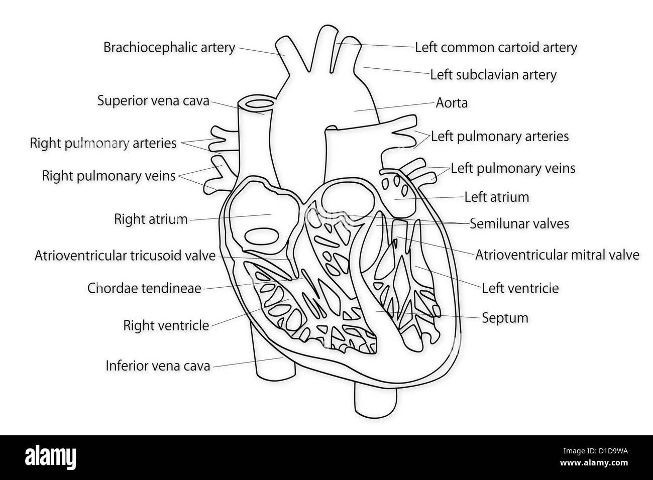 Cuore umano struttura Foto Stock