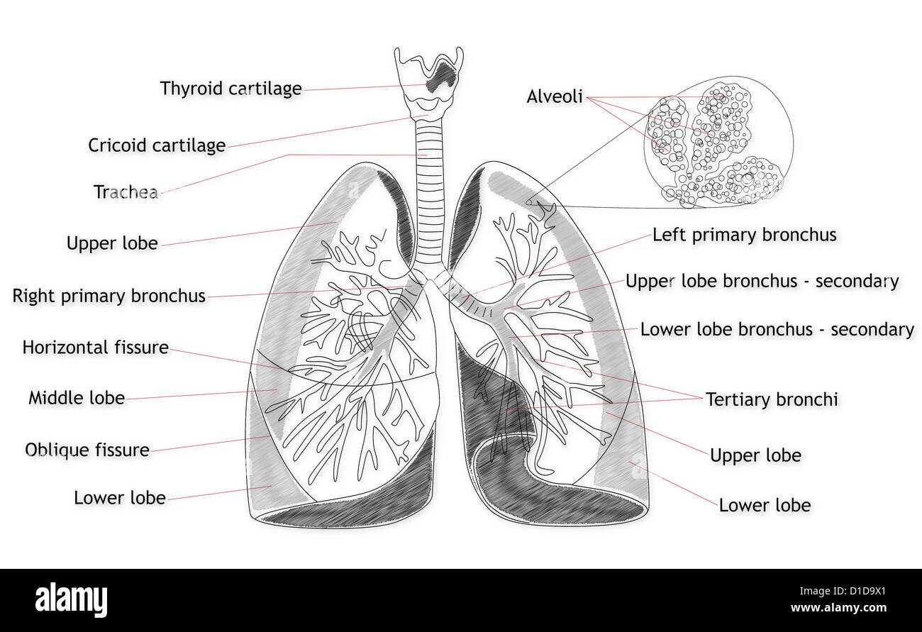 I polmoni umani struttura Foto Stock