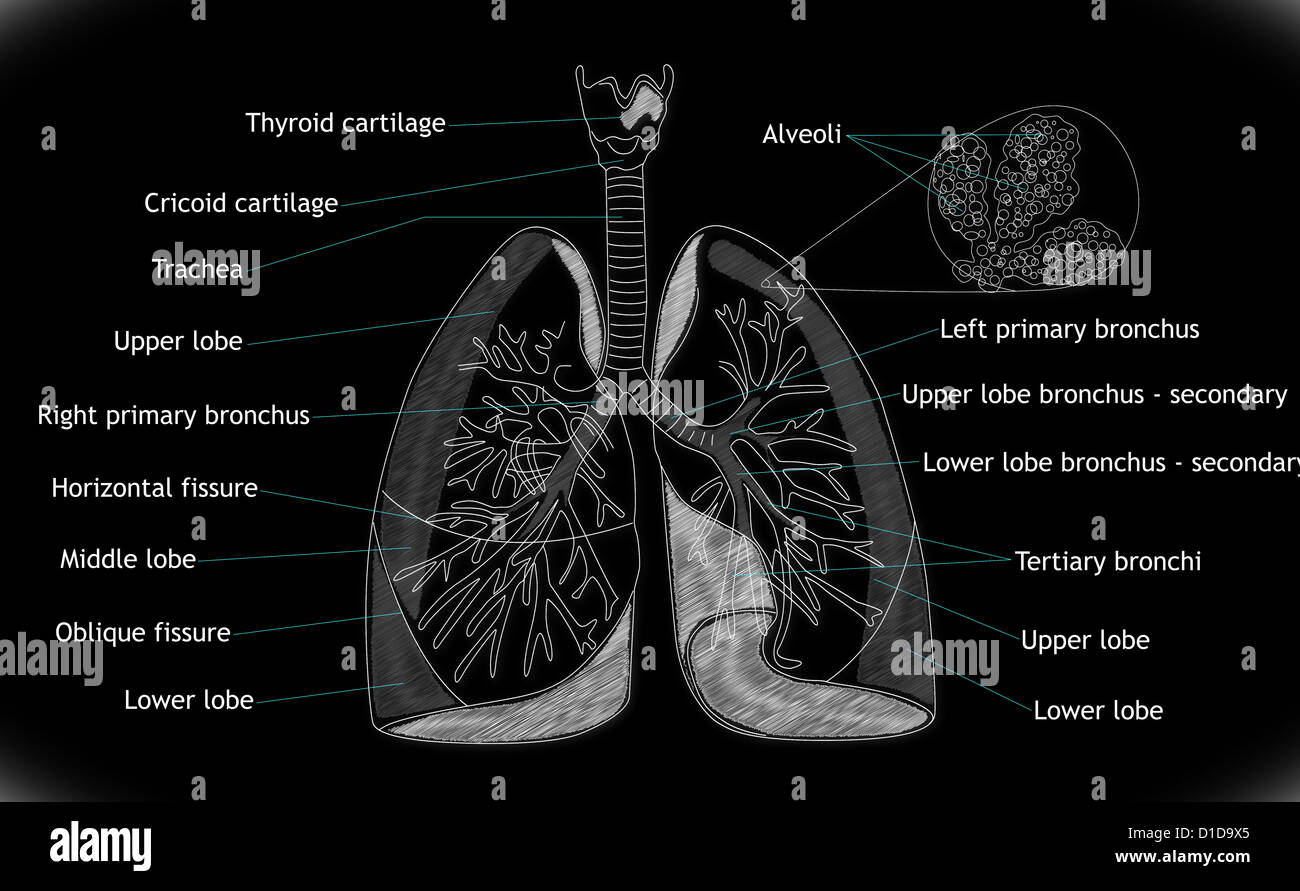 I polmoni umani struttura Foto Stock