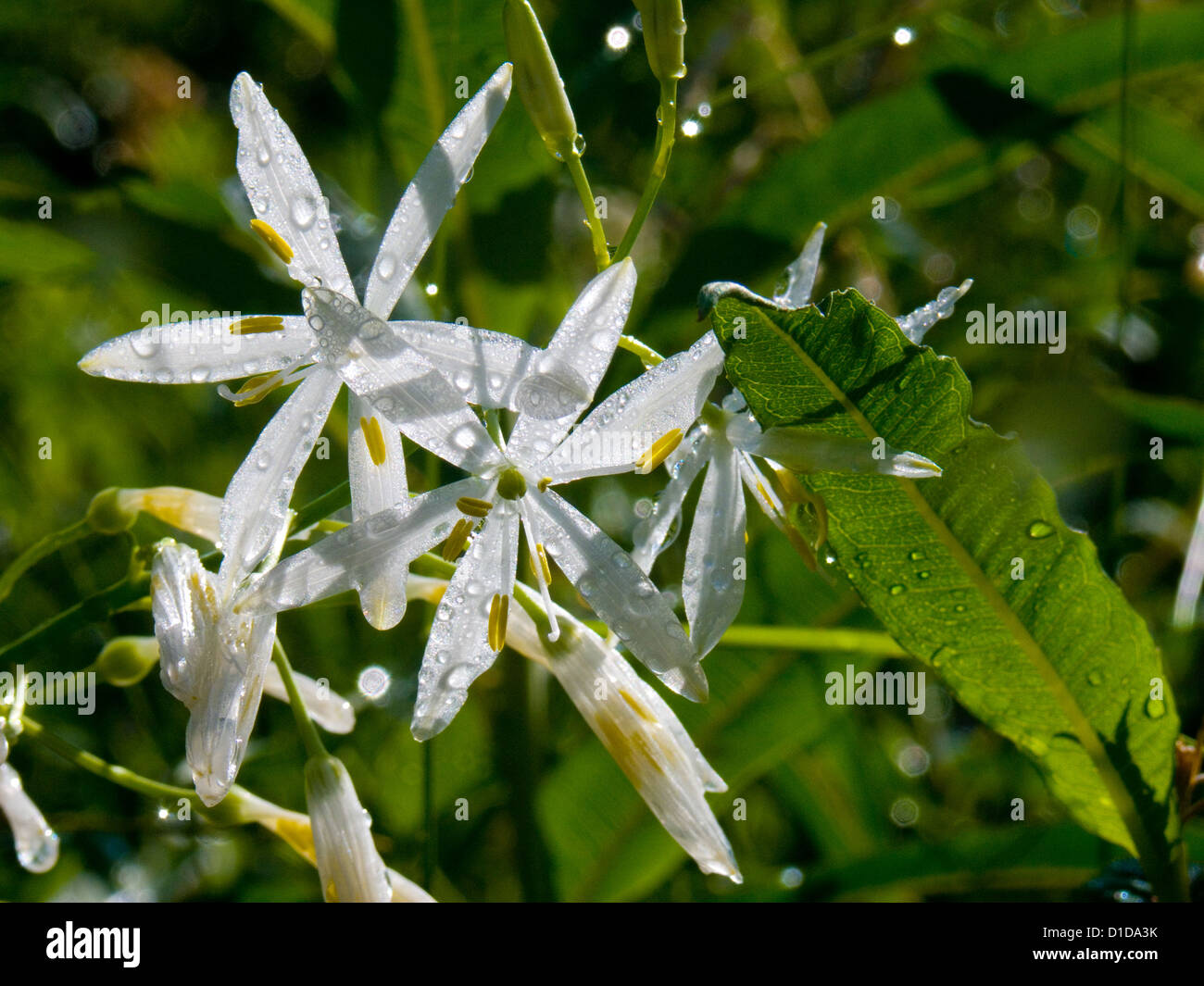 Anthericum liliago Foto Stock