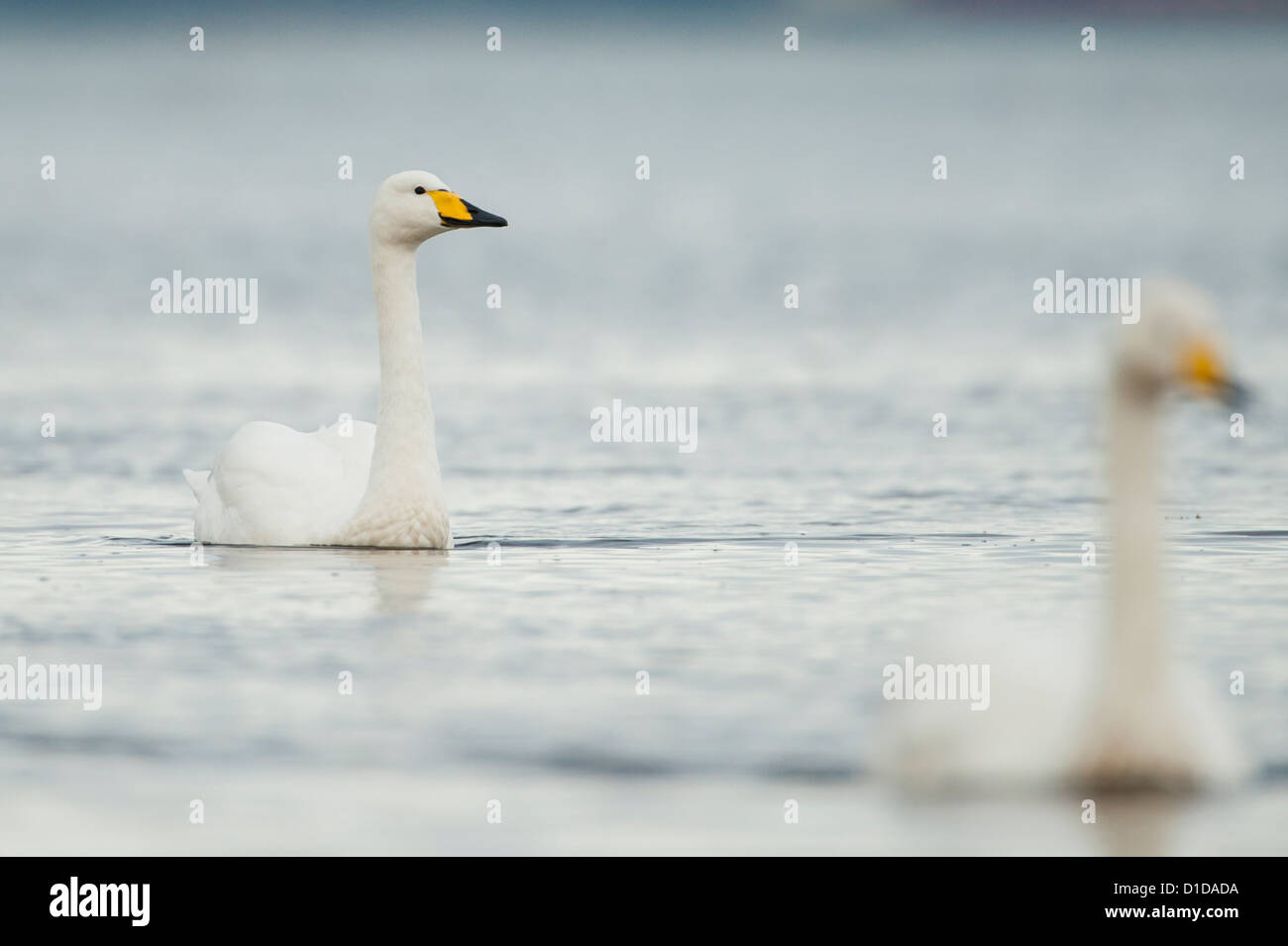 Un Whooper Swan fotografata sul fiume Doon, Scozia. Foto Stock